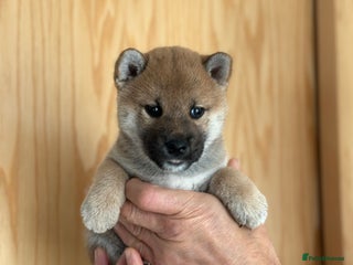 Japanese Shiba Inu dogs - Advert 22