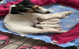 Jack Russell dogs for sale: Quality Parson Jack Russell male puppies - Advert 1