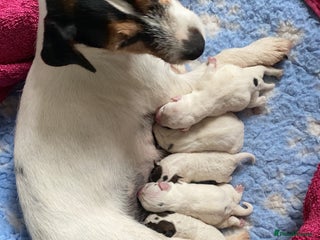 Jack Russell dogs Quality Parson Jack Russell male puppies - Advert 1