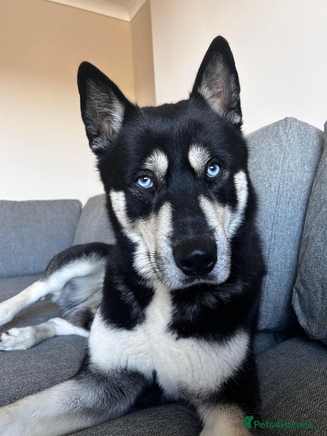 Siberian Husky dogs for stud: 🐺 Handsome Husky Stud Available 🐺 - Advert 1