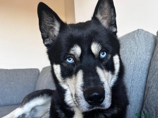 Siberian Husky dogs 🐺 Handsome Husky Stud Available 🐺 - Advert 1