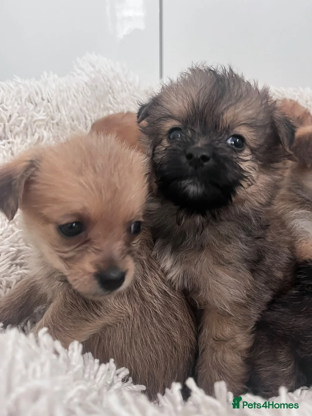 Mixed Breed dogs for sale: PomeranianX terrier - Advert 7