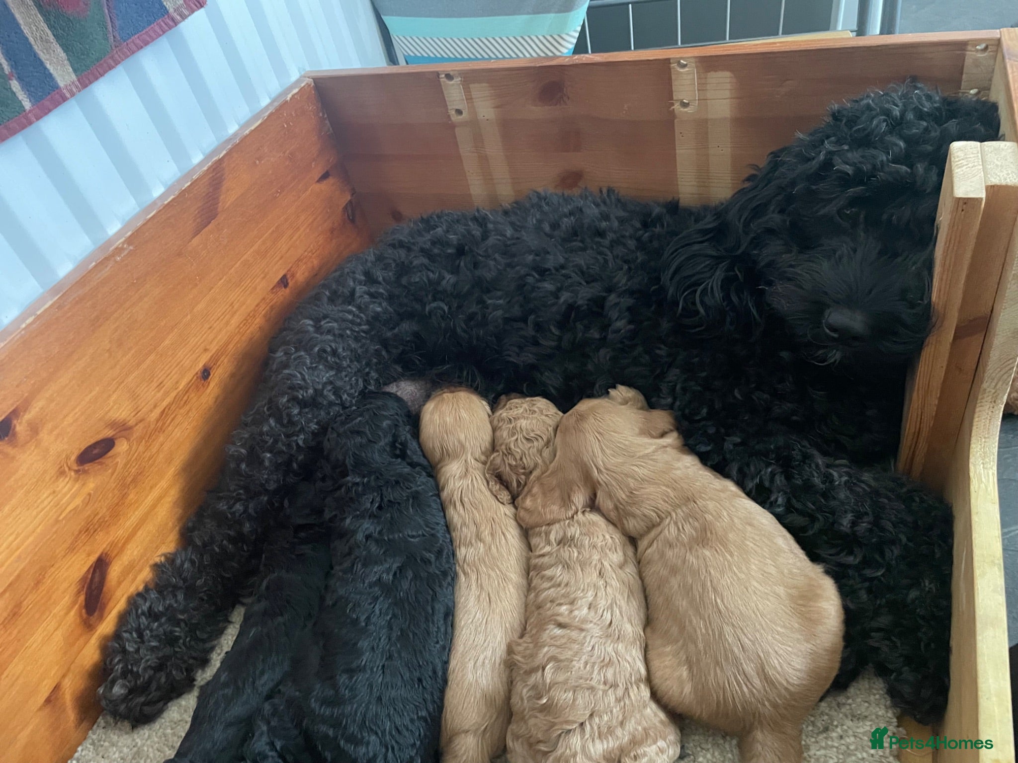 Mixed Breed dogs Cockapoo/ Sproodle Puppies (NOT READY YET)  - Advert 2