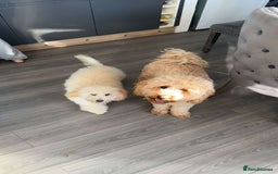 Labradoodle dogs for sale: Labradoodle puppies looking for a loving home  - Image 11
