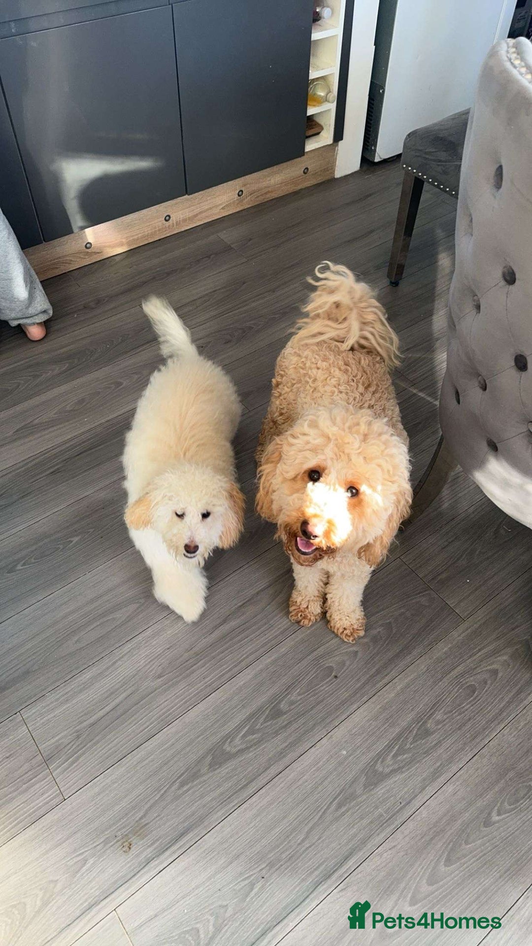 Labradoodle dogs for sale: Labradoodle puppies looking for a loving home  - Image 11