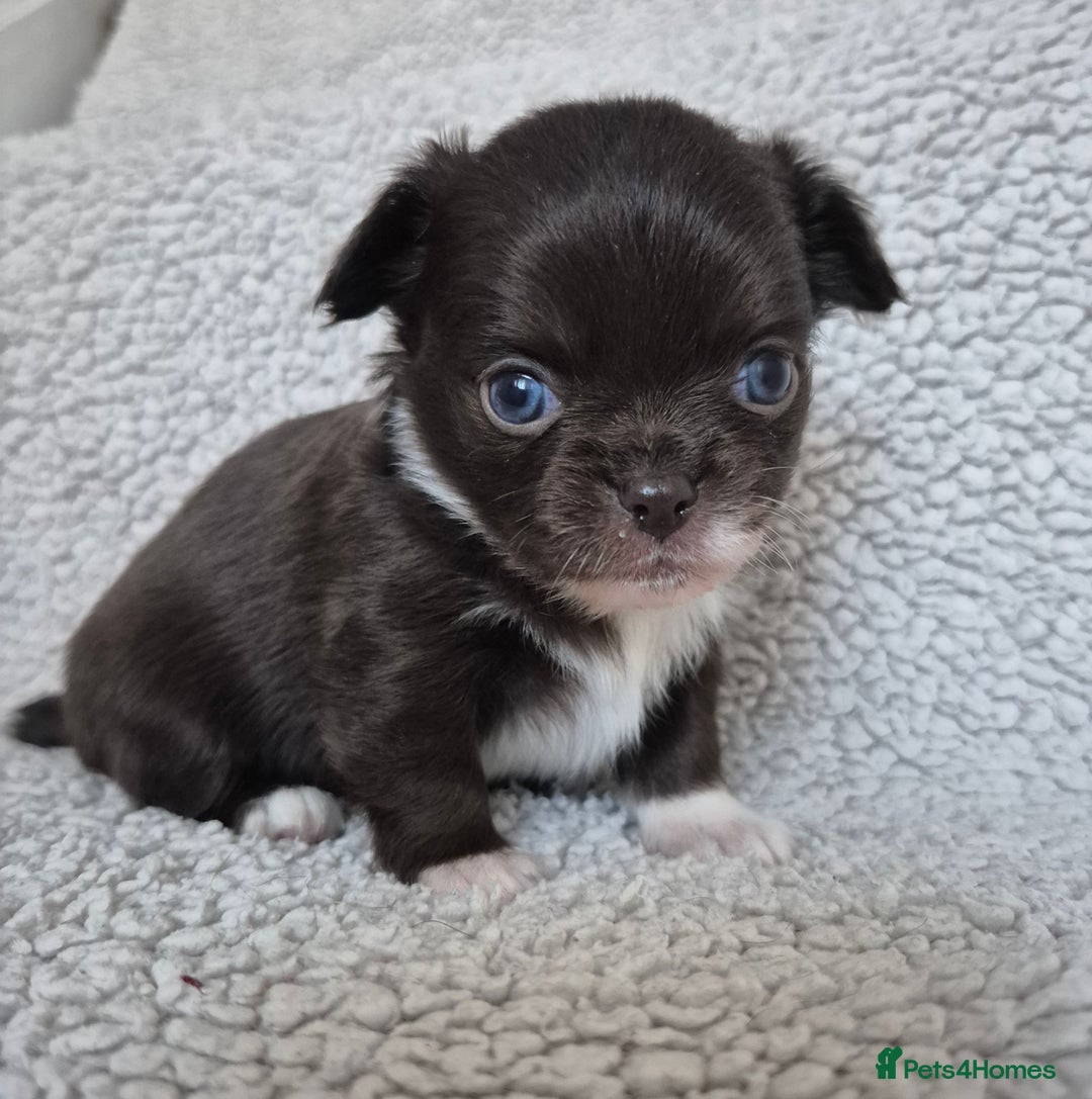 Chihuahua dogs for stud: KC lilac stud in Dagenham - Advert 27
