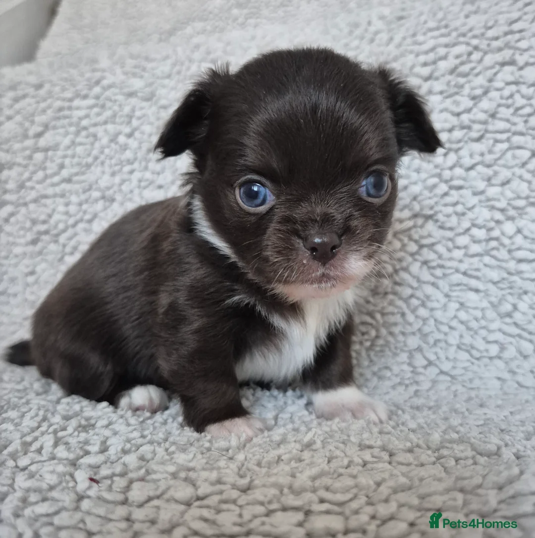 Chihuahua dogs for stud: KC lilac stud in Dagenham - Advert 27