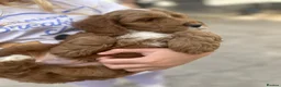 Cockapoo dogs for sale: Cockapoo Puppies - Advert 6