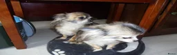 Chihuahua dogs for sale: Wanted Long Haired Chihuahua Female 4companion/Chi in Leicester - Advert 3