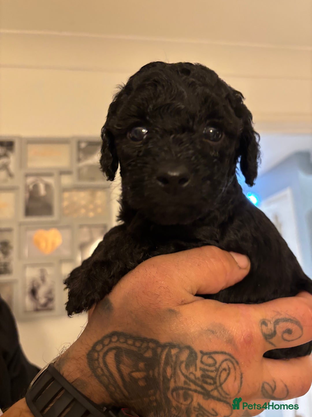 Mixed Breed dogs for sale: 1 Girl and 2 Boys mini labradoodles puppy’s left - Advert 16