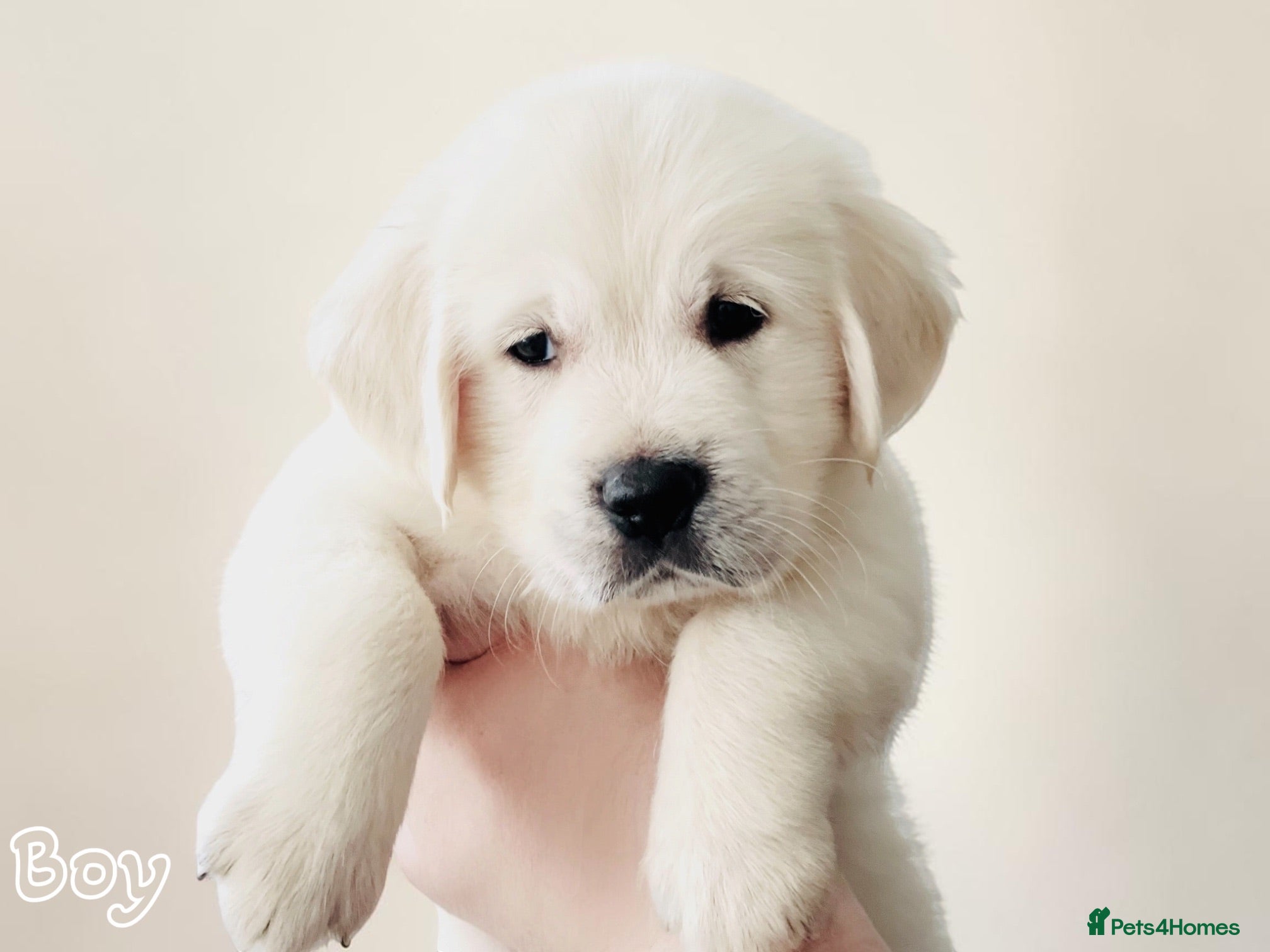 Golden Retriever dogs 🏆 GRAND CHAMPION lines ~ READY TODAY 🩷💙 - Advert 2