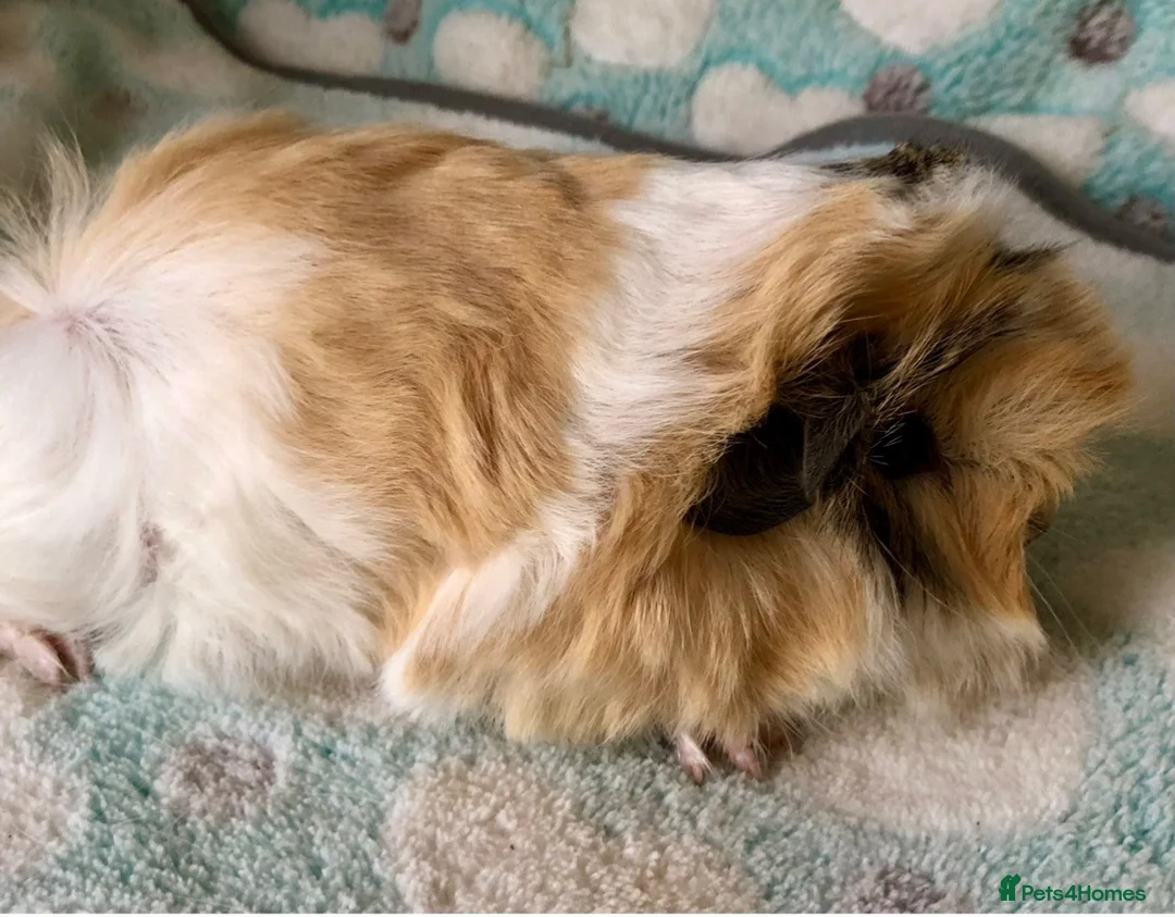 Guinea Pig rodents for sale: Four beautiful Peruvian boars (boys)  - Advert 2