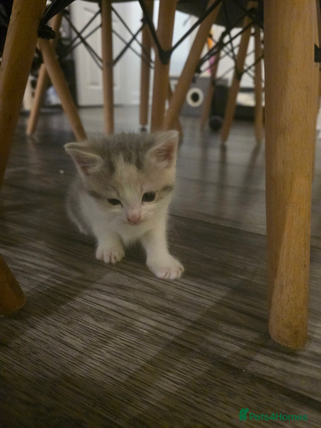 Domestic Shorthair cats for sale: Gorgeous Girl  - Advert 4