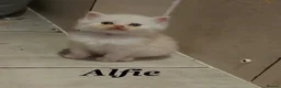 Persian cats for sale: Six absolutely stunning Persian Kittens - Advert 18