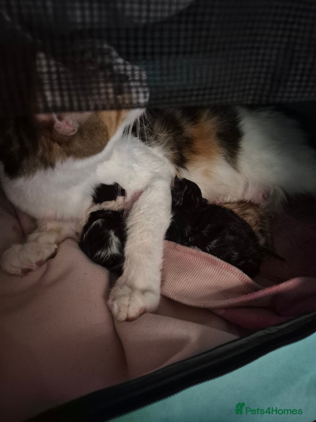 Maine Coon cats for sale: Last little Maine Coon Floof - Advert 5