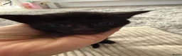 Mixed Breed cats for sale: Beautiful kittens of marble and striped colors - Advert 13