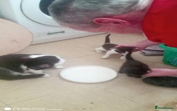 British Shorthair cats for sale: Adorable Black and white kittens - Image 2
