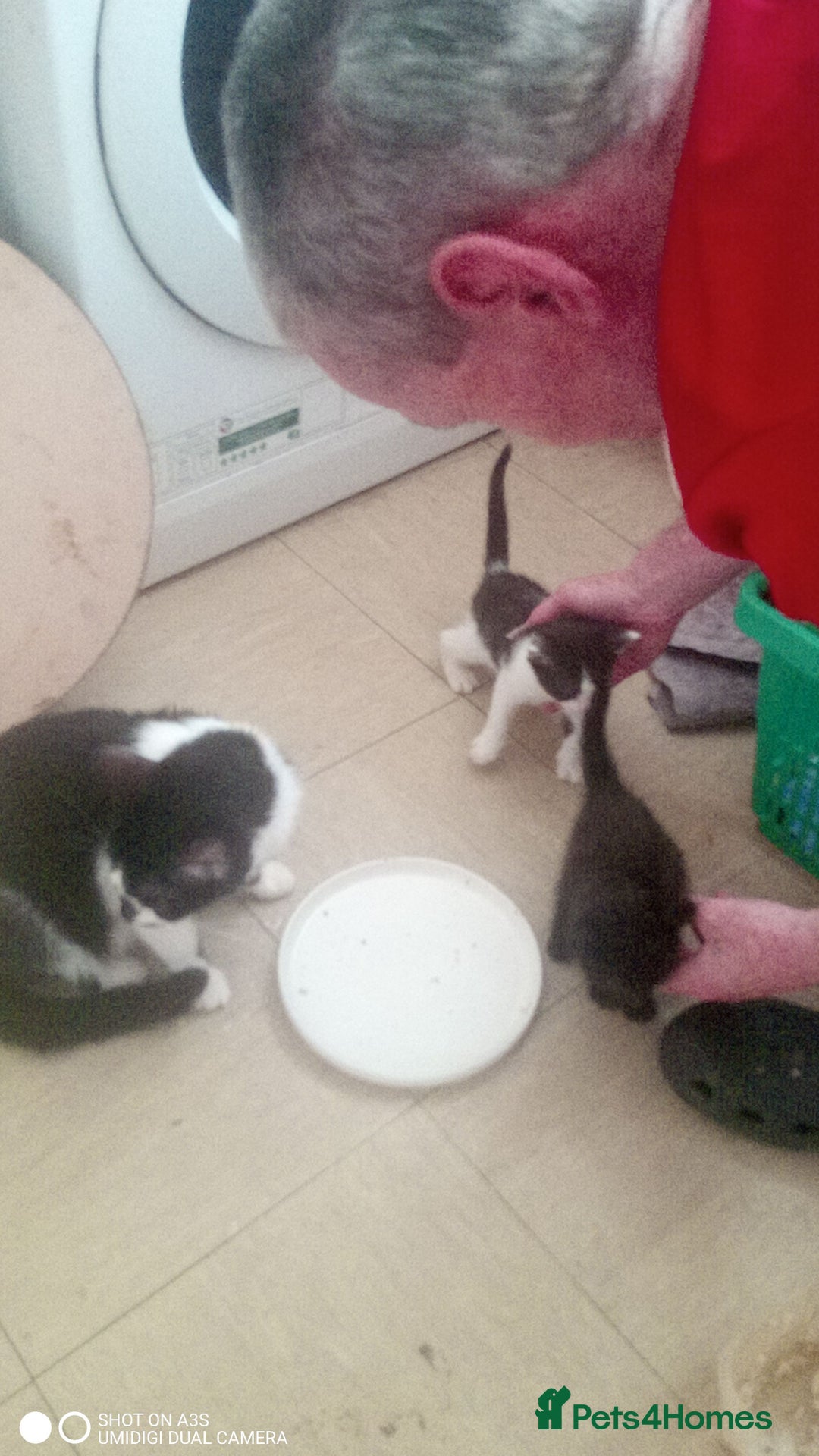 British Shorthair cats for sale: Adorable Black and white kittens - Image 2
