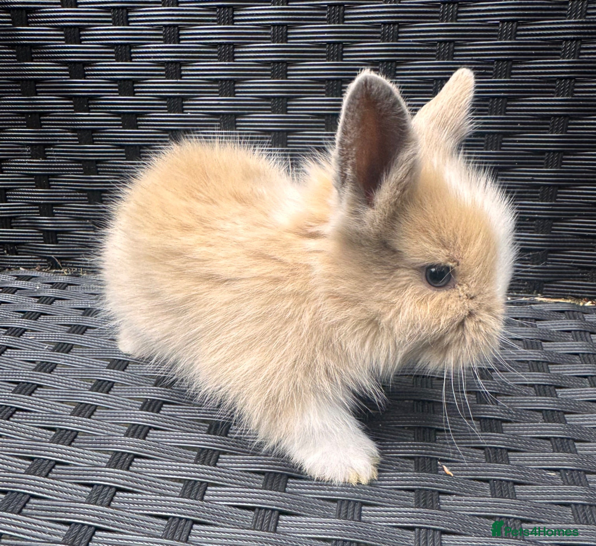 Lionhead rabbits 2 female lion head  baby bunnies for sale  - Advert 9