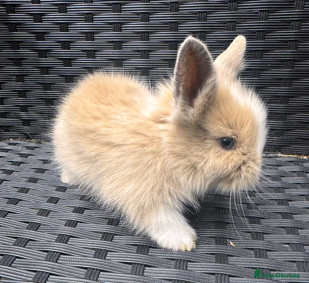 Lionhead rabbits for sale: 2 female lion head  baby bunnies for sale  in Whitchurch - Advert 1