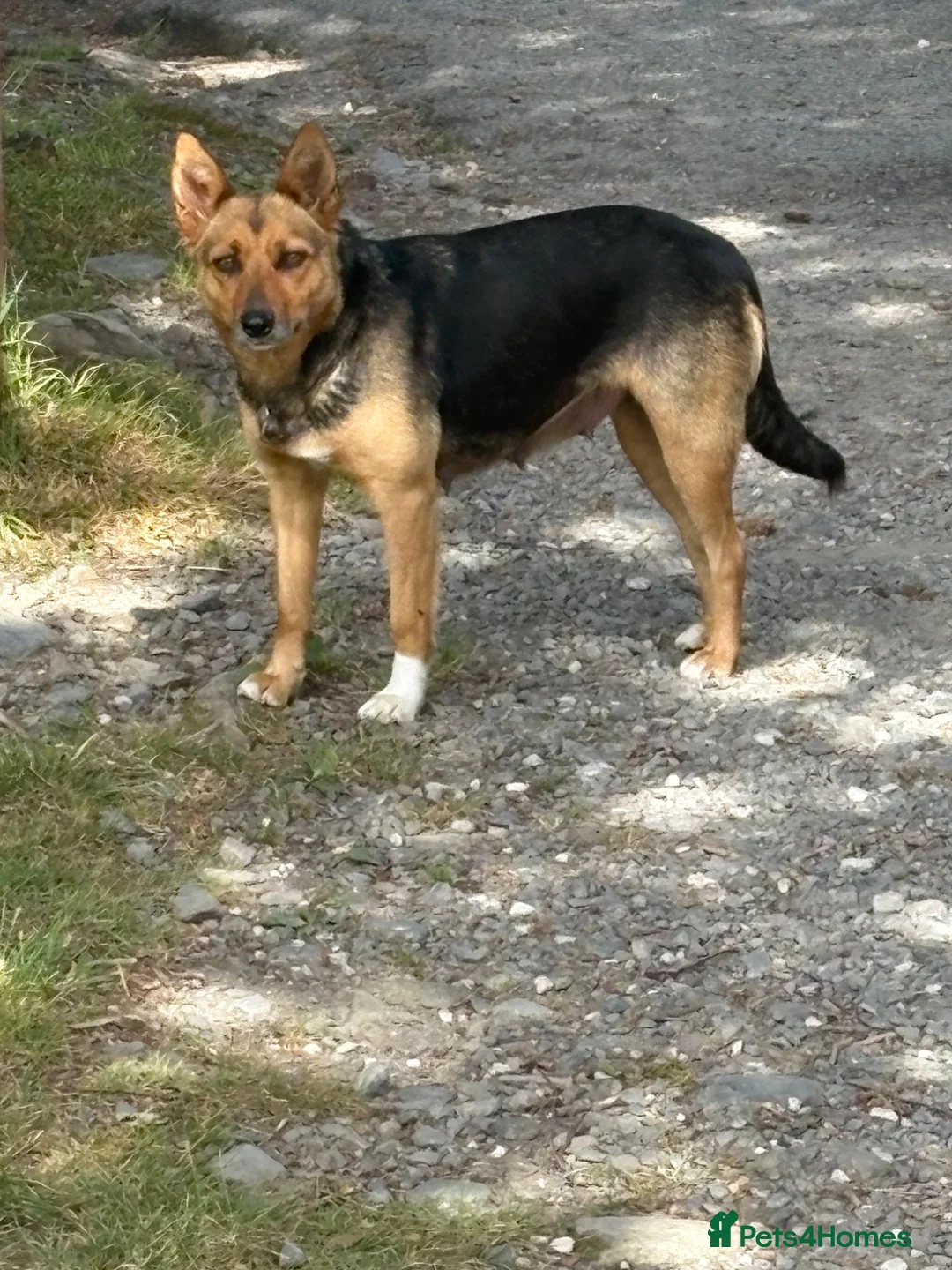 Mixed Breed dogs for sale: Lovely Border Collie x Australian Kelpie Pups   in Llanrwst - Advert 17