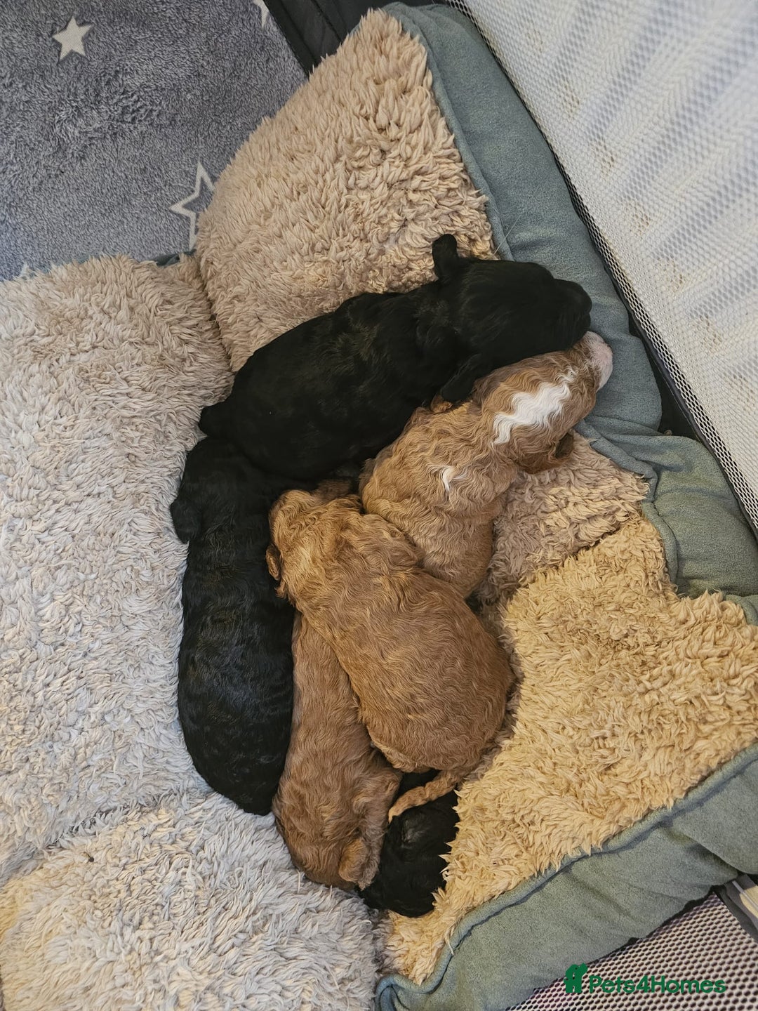 Cockapoo dogs for sale: Cockerpoo Puppies for sale - F1B - Advert 6