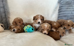 Cockapoo dogs for sale: Cockapoo puppies - DNA Health test clear  - Image 1