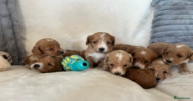 Cockapoo dogs - Advert 5