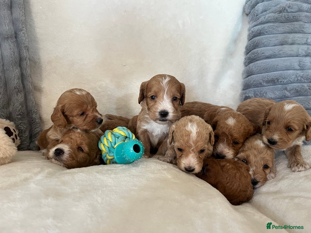 Cockapoo dogs for sale: Cockapoo puppies - DNA Health test clear  - Image 1