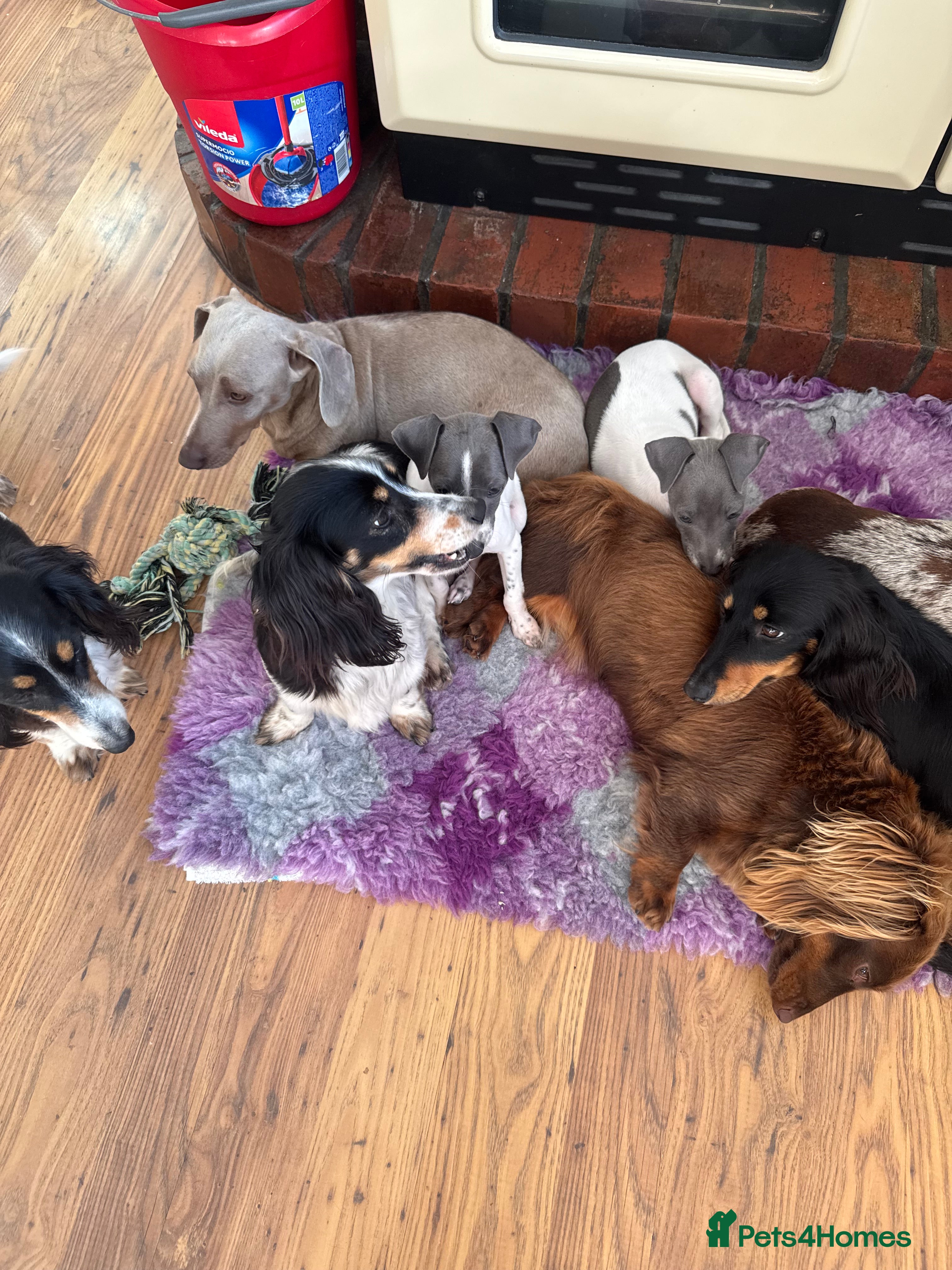 Italian Greyhound dogs Stunning KC Registered Boy ready Now  - Advert 2
