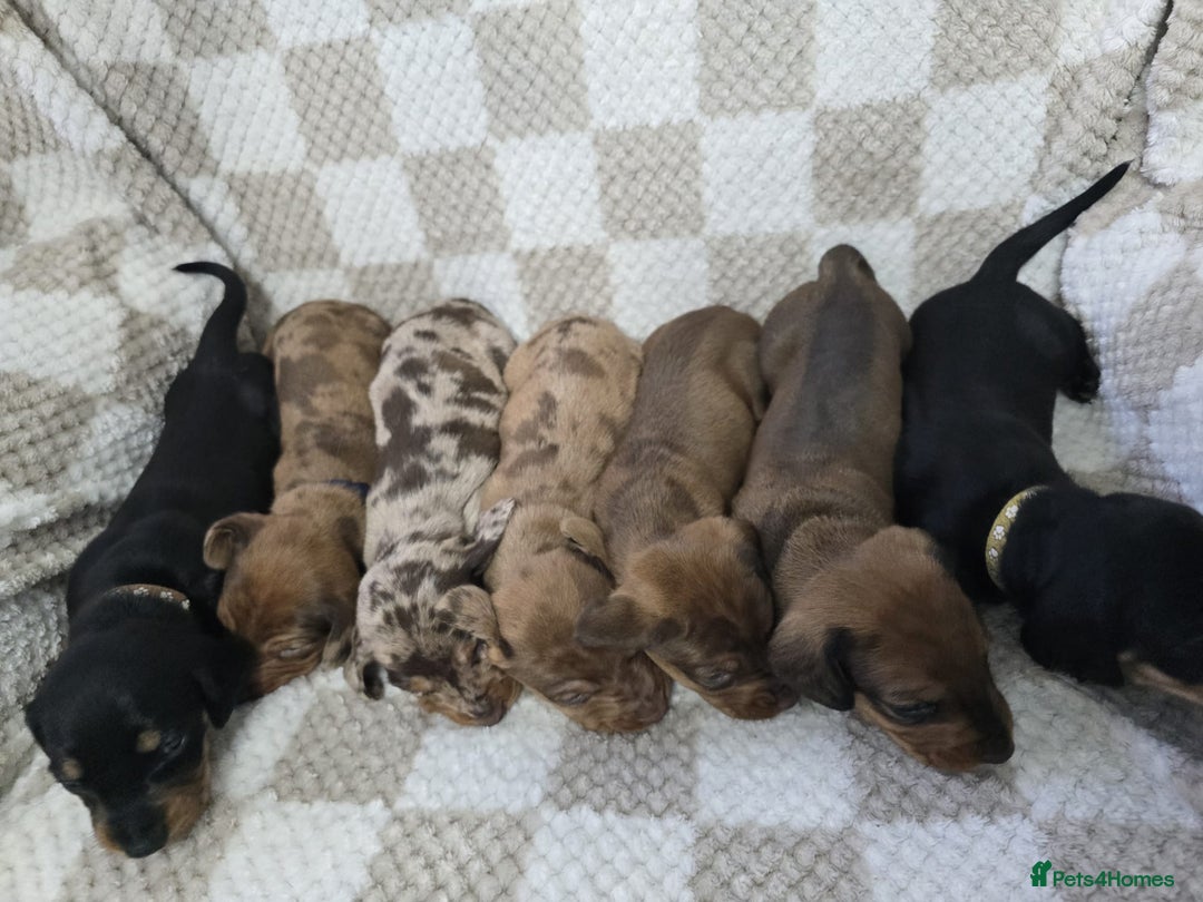 Dachshund dogs for sale: KC Standard Dachshund puppies ! - Advert 3