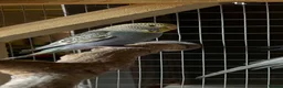 Budgerigars birds for sale: Budgerigars - Advert 3