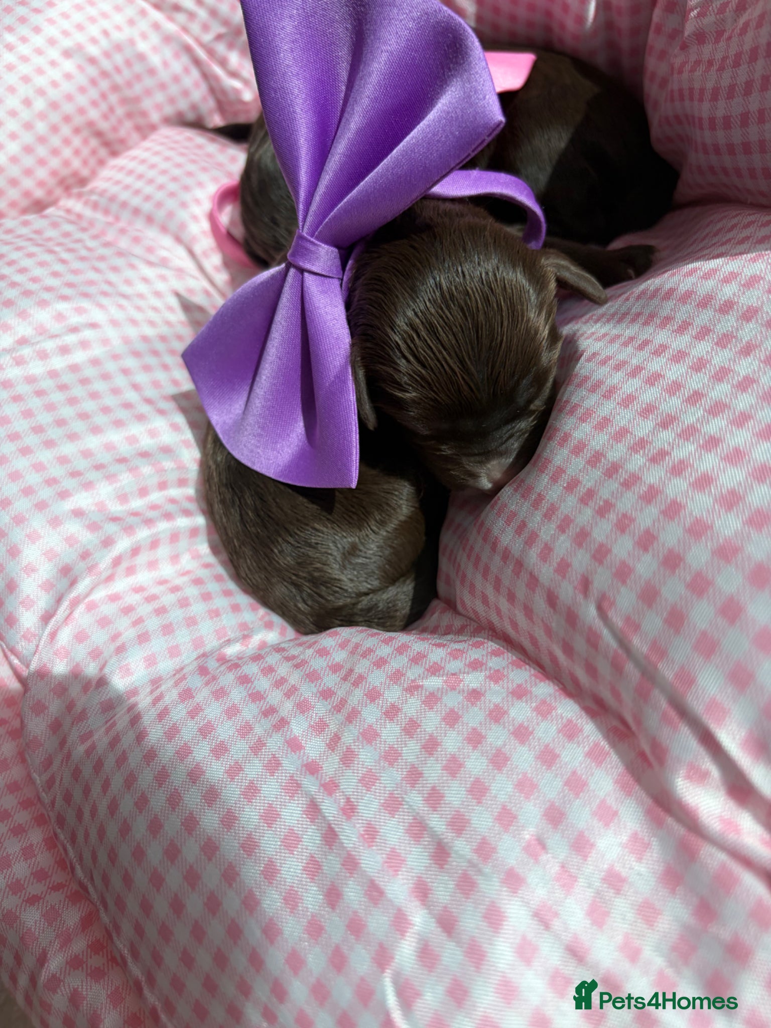 Cavapoo dogs for sale: F1 Chocolate Dream Cavapoos 🤎 - Advert 18