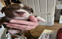 Mixed Breed dogs for sale: Bullmastiff x staff puppies - Image 8