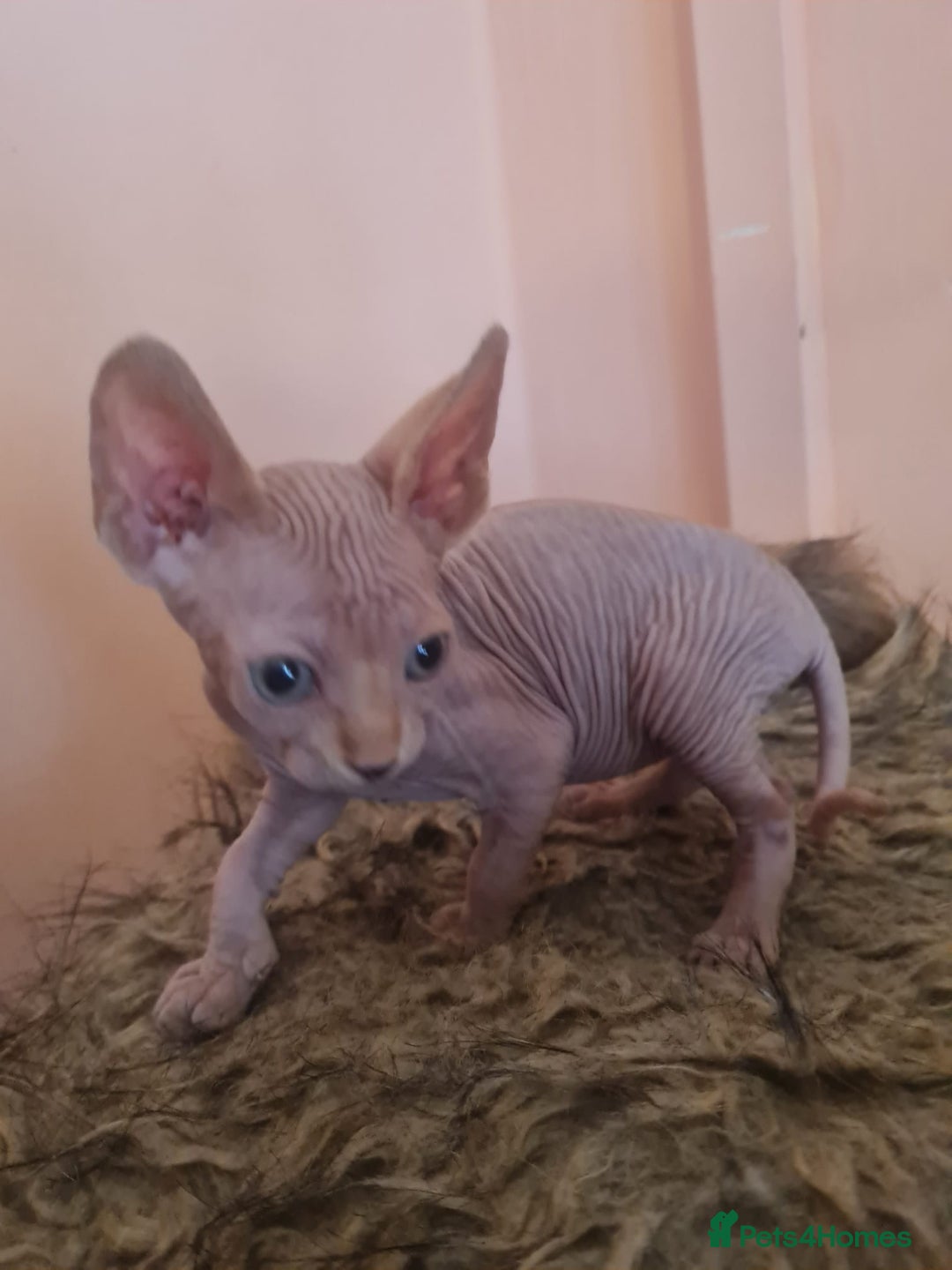 Sphynx cats for sale: Sphynx kittens - Image 6