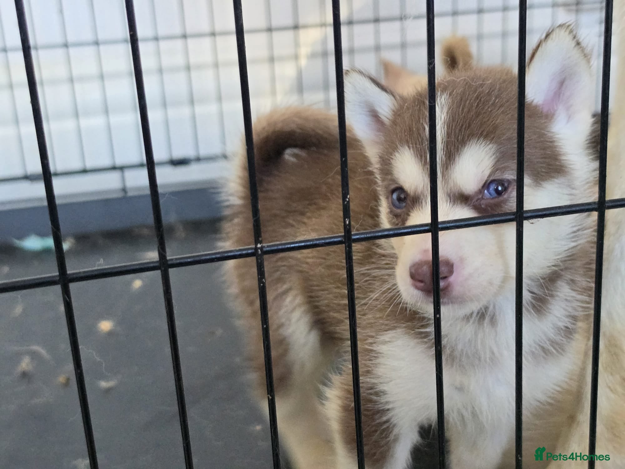 Siberian Husky dogs 2 LEFT REDUCED Stunning Siberian Husky Puppies - Advert 2