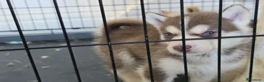 Green collar brown and white blue eyed baby girl