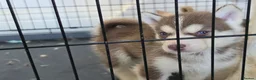 Siberian Husky dogs for sale: 2 LEFT REDUCED Stunning Siberian Husky Puppies - Advert 3