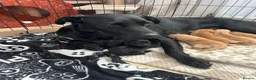Labrador Retriever dogs for sale: Two amazing pups left from litter of 6 - Advert 20