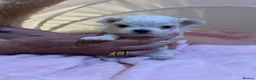 Maltese dogs for sale: Exceptional KC reg small Maltese  - Advert 5