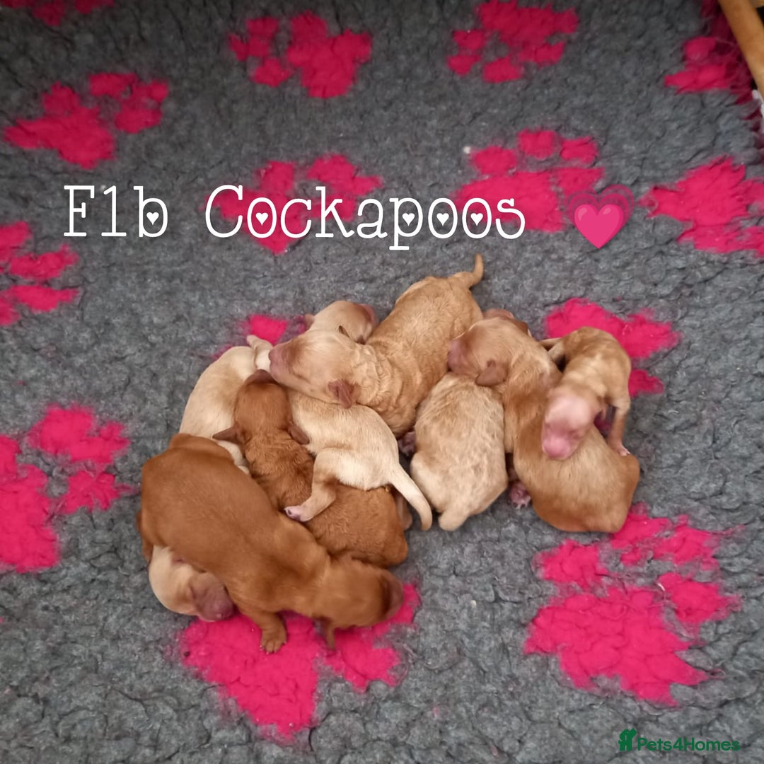 Cockapoo dogs for stud: Stunning proven KC reg Red Miniature Poodle in Cannock - Image 9