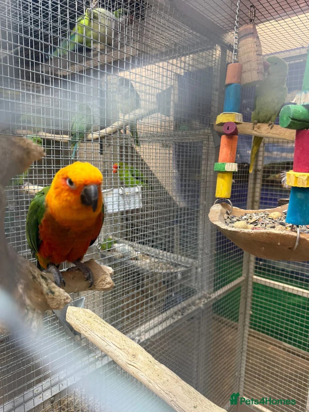 Parrots birds for sale: PARAKEETS/PARROTS/AMAZON/COCKATOO/MACAW available  - Advert 27