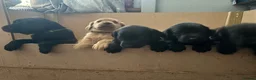 Labrador Retriever dogs for sale: Labrador puppies  in Welwyn Garden City - Advert 19
