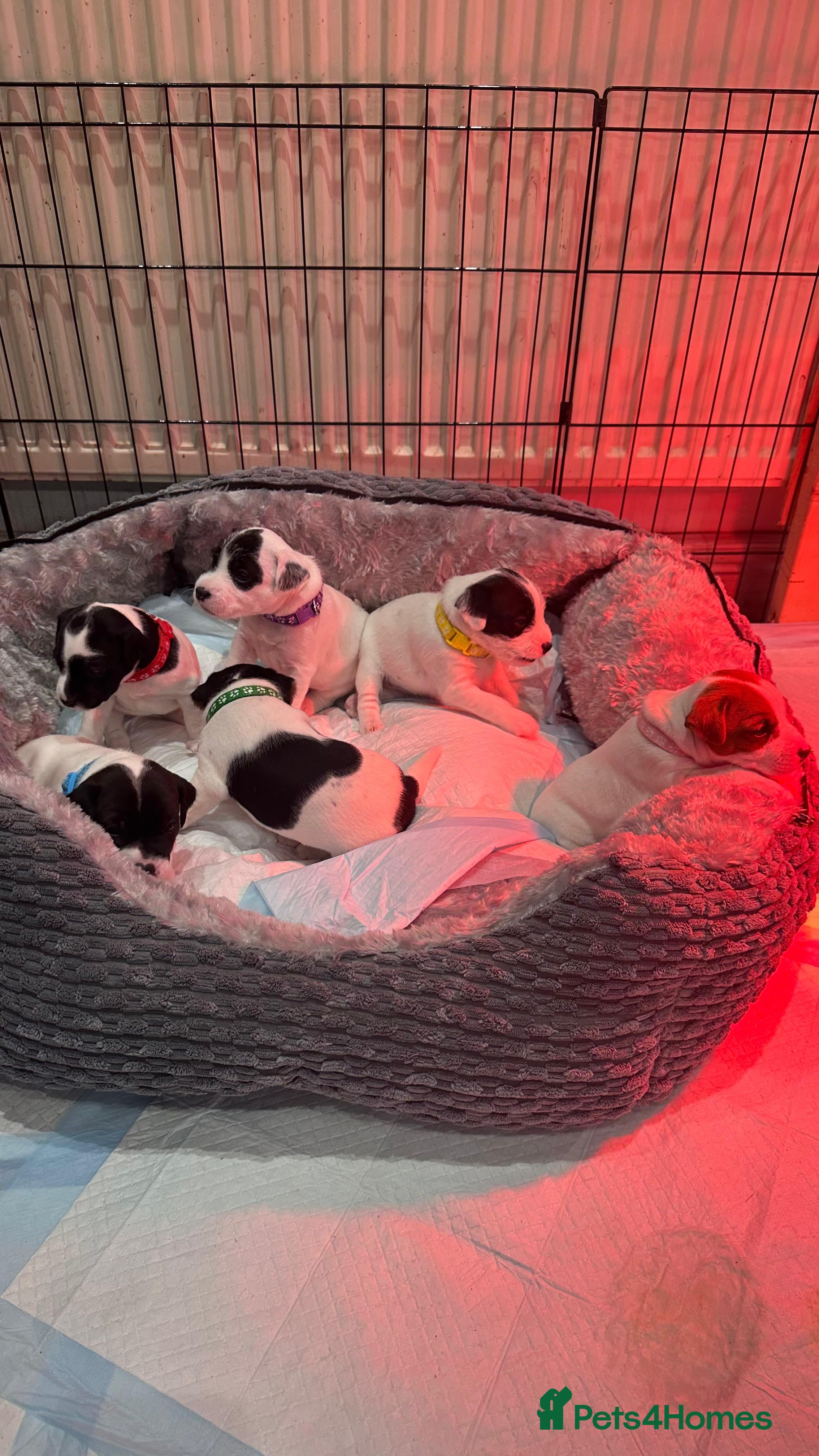 Parson Russell dogs KC registered Parsons Terriers - Advert 1