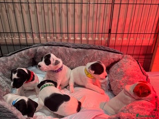 Parson Russell dogs KC registered Parsons Terriers - Advert 3