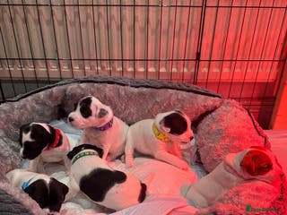 Parson Russell dogs KC registered Parsons Terriers - Advert 4