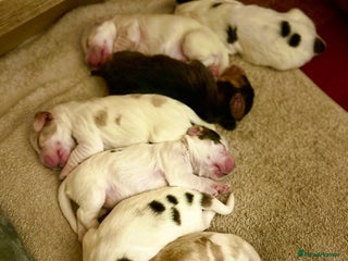 Cocker Spaniel dogs Your “furever” friend is here - Advert 17