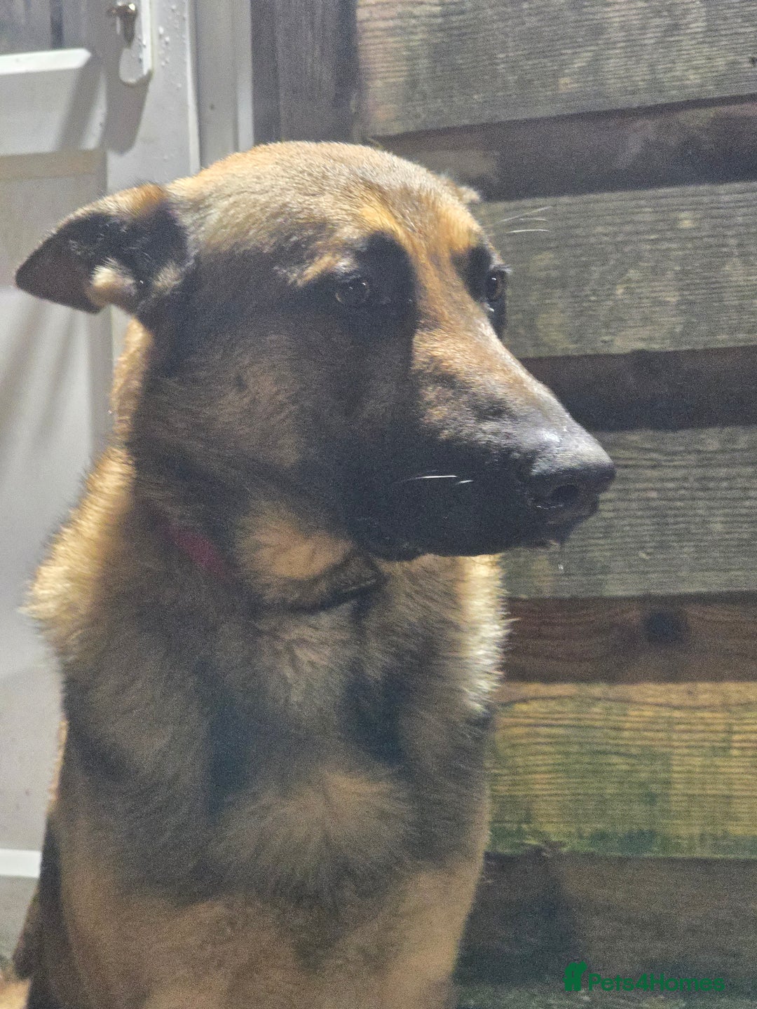 Mixed Breed dogs for sale: German shepherd cross dog - Advert 2