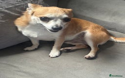 Chihuahua dogs for sale: Male Chihuahua looking for forever home - Image 5