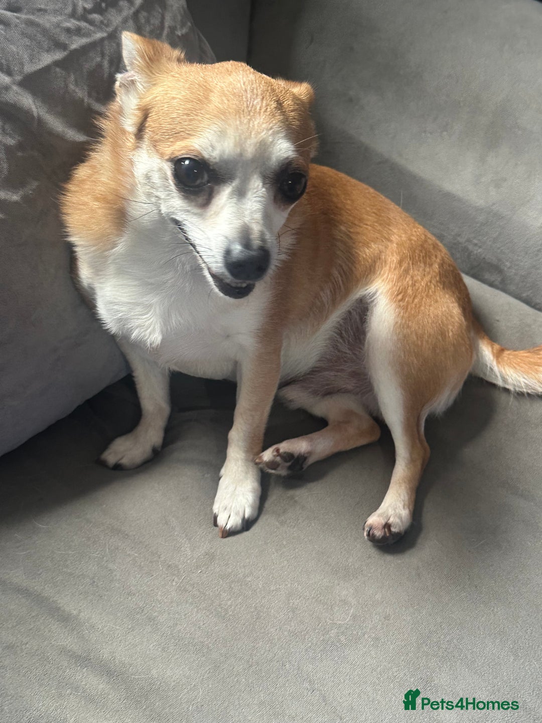 Chihuahua dogs for sale: Male Chihuahua looking for forever home - Image 5